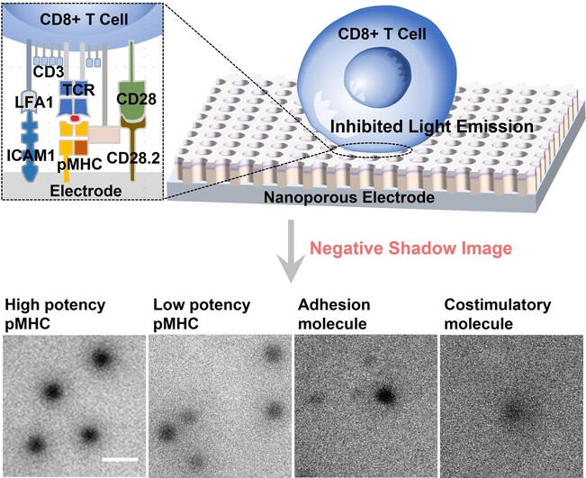 T Cell Antigen Recognition and Discrimination by Electrochemiluminescence Imaging