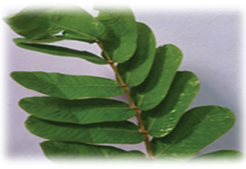 Details are in the caption following the image