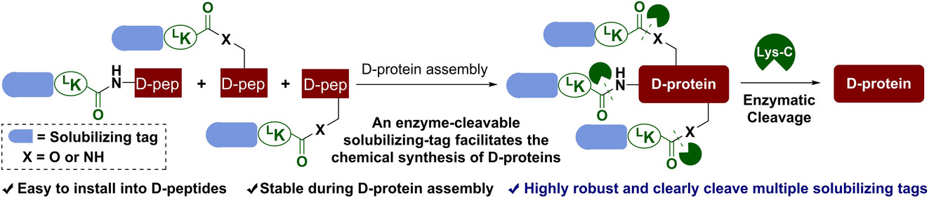 An Enzyme-Cleavable Solubilizing-Tag Facilitates the Chemical Synthesis of Mirror-Image Proteins