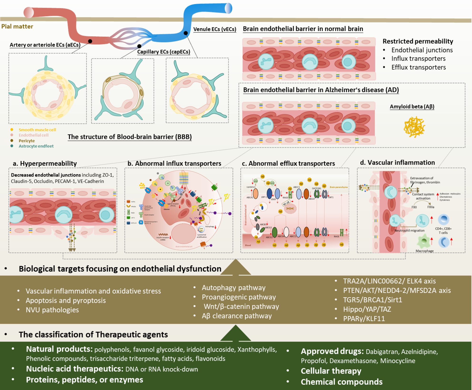 Endothelial Dysfunctions in Blood–Brain Barrier Breakdown in Alzheimer's Disease: From Mechanisms to Potential Therapies
