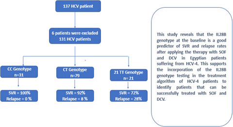 Association between interleukin 28B polymorphism and sustained virological response to sofosbuvir plus daclatasvir in chronic hepatitis C genotype 4 Egyptian patients