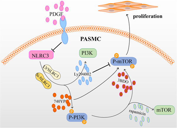 NLRC3 inhibits PDGF-induced PASMCs proliferation via PI3K-mTOR pathway