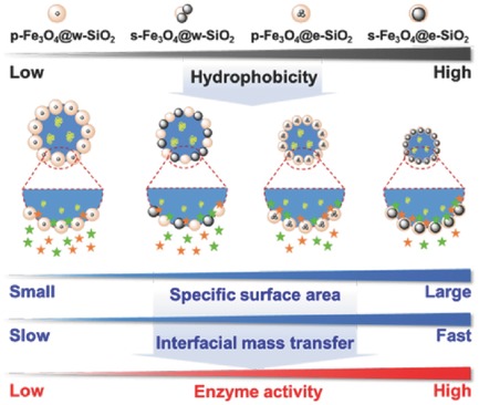Structural Insight into Stabilization of Pickering Emulsions with Fe3O4@SiO2 Nanoparticles for Enzyme Catalysis in Organic Media