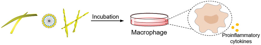 Self-Assembly of Glycolipid Epimers: Their Supramolecular Morphology Control and Immunoactivation Function
