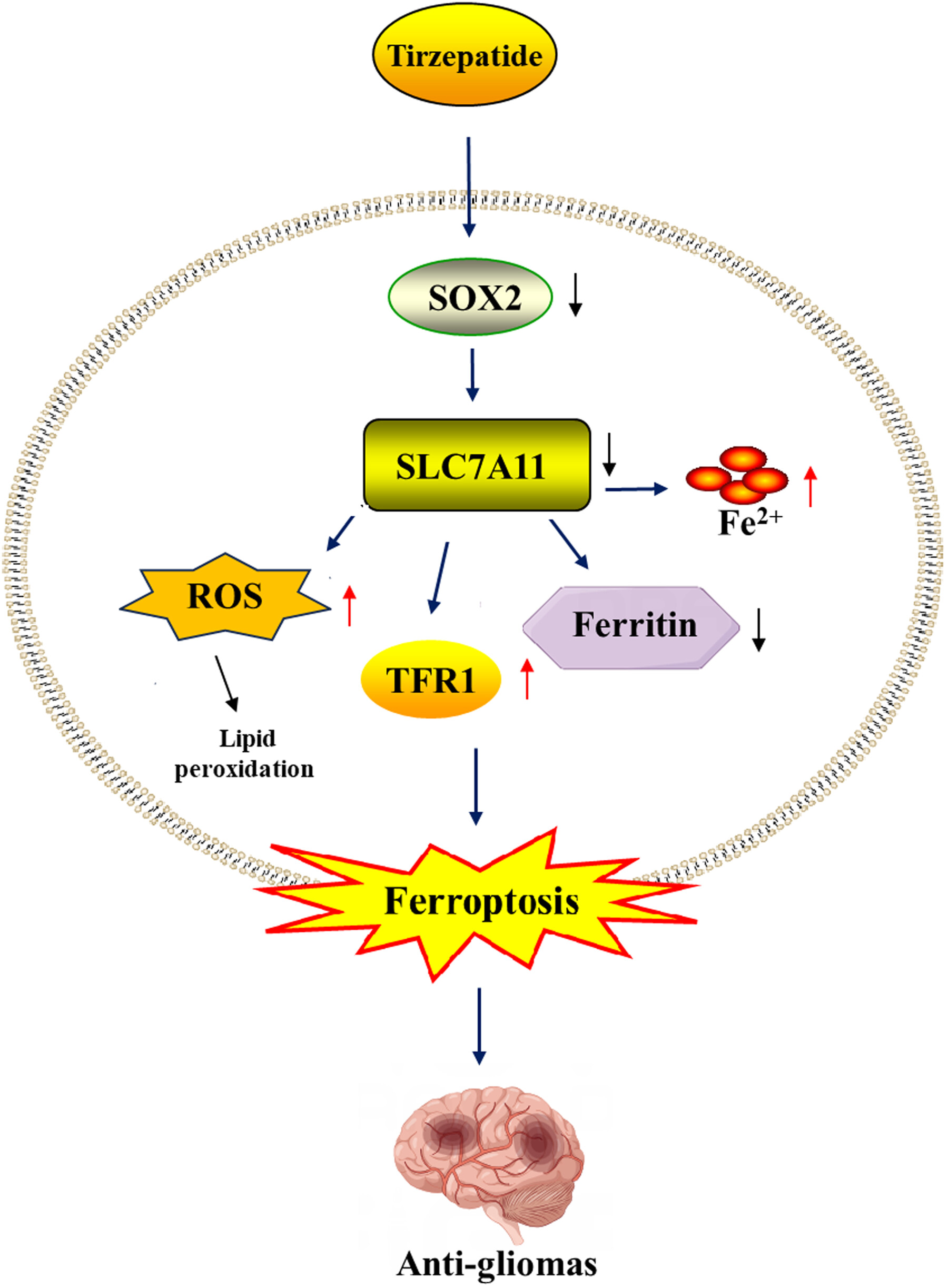 Tirzepatide Induces Ferroptosis in Glioblastoma Cell Lines via the SOX2/SLC7A11 Axis: A Potential Therapeutic Strategy for Glioma Treatment