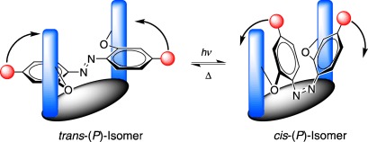 An Azobenzene Unit Embedded in a Cyclopeptide as a Type-Specific and Spatially Directed Switch