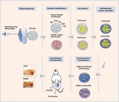 Bioengineering of fibroblast-conditioned polycaprolactone/gelatin electrospun scaffold for skin tissue engineering