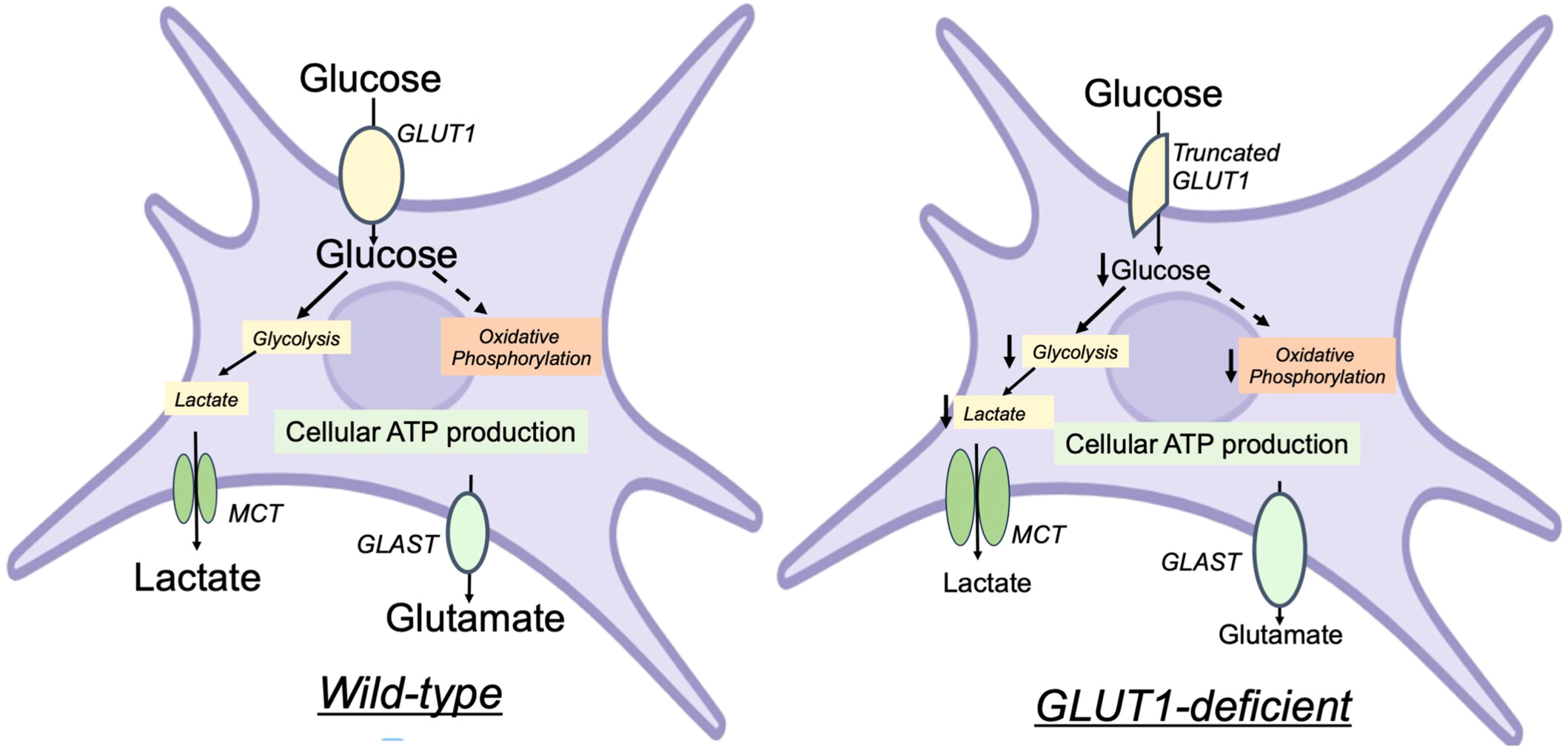 Glucose Transporter 1 Deficiency Impairs Glucose Metabolism and Barrier Induction in Human Induced Pluripotent Stem Cell-Derived Astrocytes