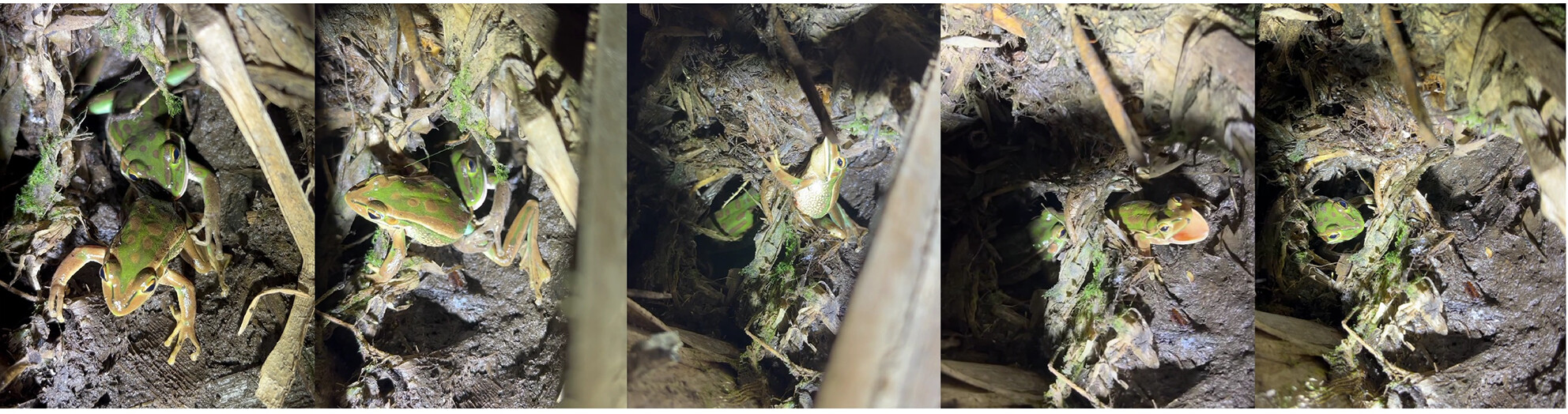 Meal or mate: Exploring the evidence of sexual cannibalism among amphibians