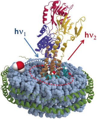 Dipolar Relaxation Dynamics at the Active Site of an ATPase Regulated by Membrane Lateral Pressure