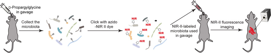 Metabolic Labeling of Peptidoglycan with NIR-II Dye Enables In Vivo Imaging of Gut Microbiota