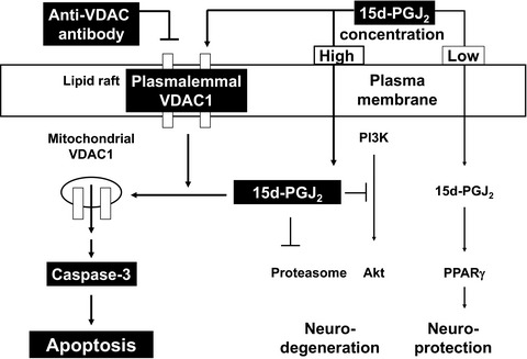 A plausible involvement of plasmalemmal voltage-dependent anion channel 1 in the neurotoxicity of 15-deoxy-Δ12,14-prostaglandin J2