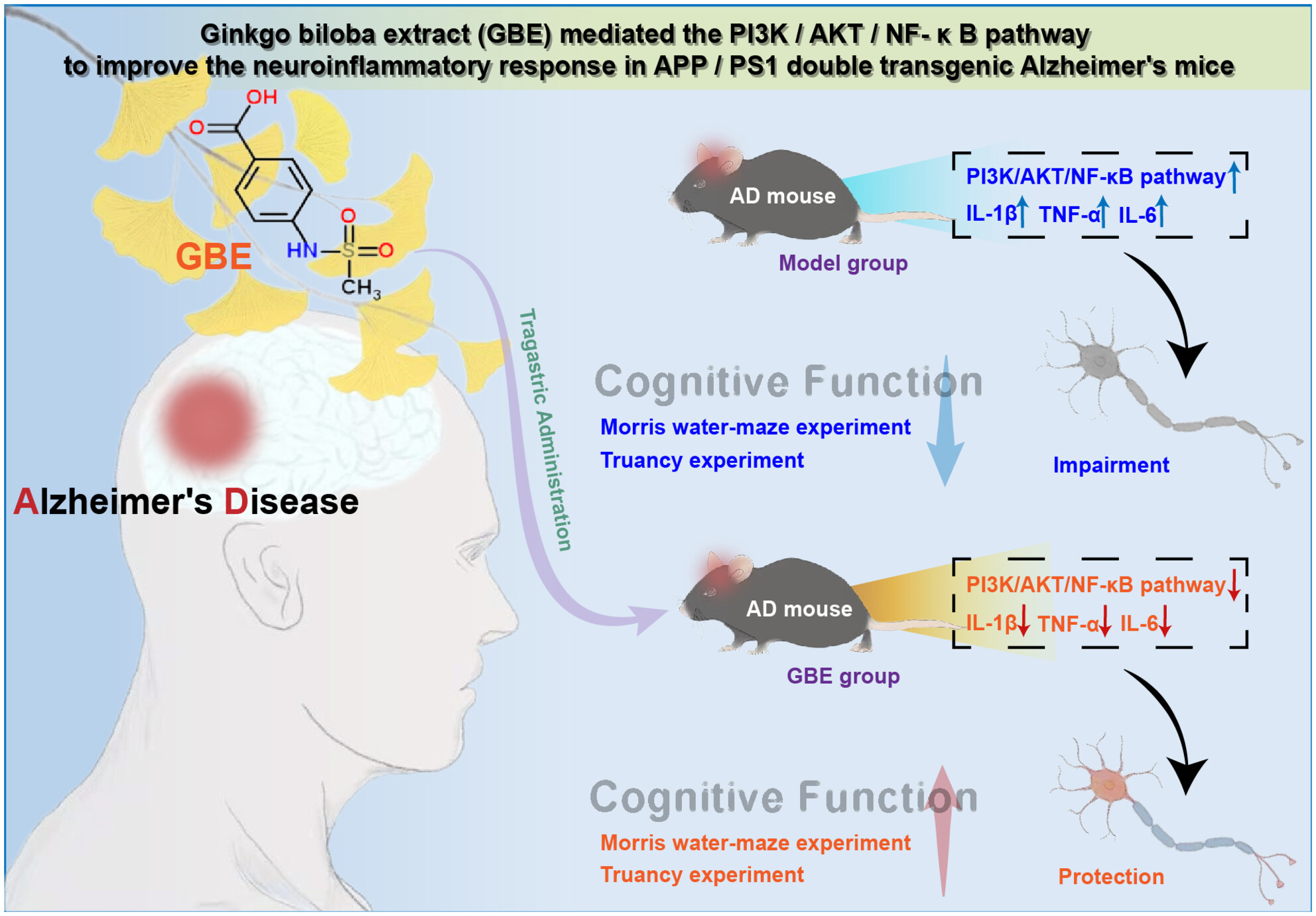 Investigating the effects of Ginkgo biloba leaf extract on cognitive function in Alzheimer's disease
