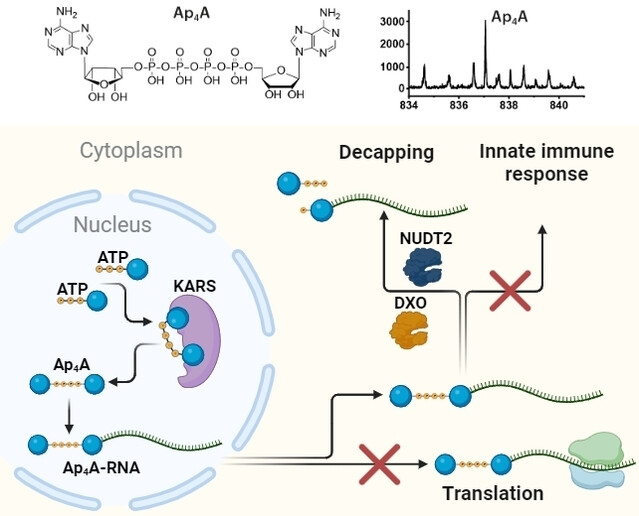 Diadenosine Tetraphosphate (Ap4A) Serves as a 5′ RNA Cap in Mammalian Cells
