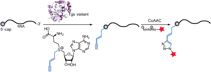 A Chemo-Enzymatic Approach for Site-Specific Modification of the RNA Cap