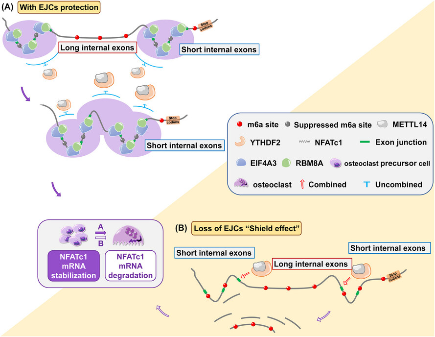 Exon junction complexes regulate osteoclast-induced bone resorption by influencing the NFATc1 m6A distribution through the “shield effect”