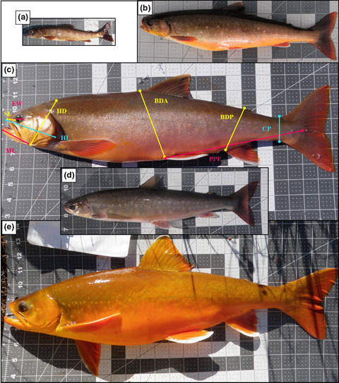 Investigating the morphological and genetic divergence of arctic char (Salvelinus alpinus) populations in lakes of arctic Alaska