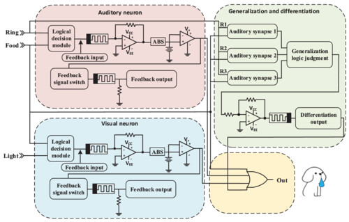 Memristor-based dual mode whole-process Pavlov associative memory circuit