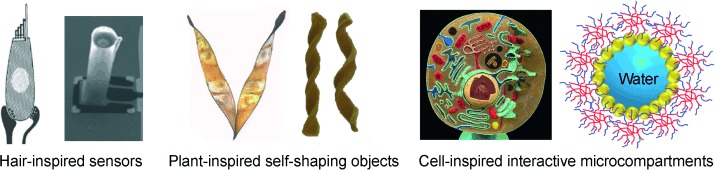 Biologically Inspired Dynamic Material Systems