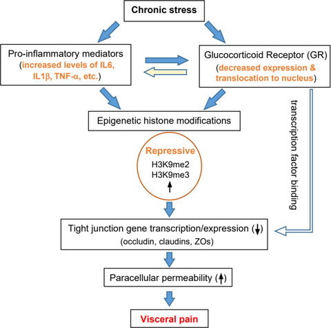 Histone H3K9 methylation regulates chronic stress and IL-6–induced colon epithelial permeability and visceral pain