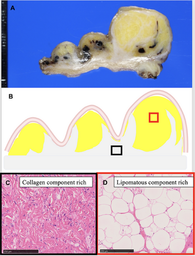 Details are in the caption following the image Details are in the caption following the image