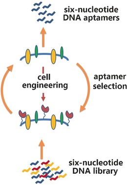 Aptamers against Cells Overexpressing Glypican 3 from Expanded Genetic Systems Combined with Cell Engineering and Laboratory Evolution