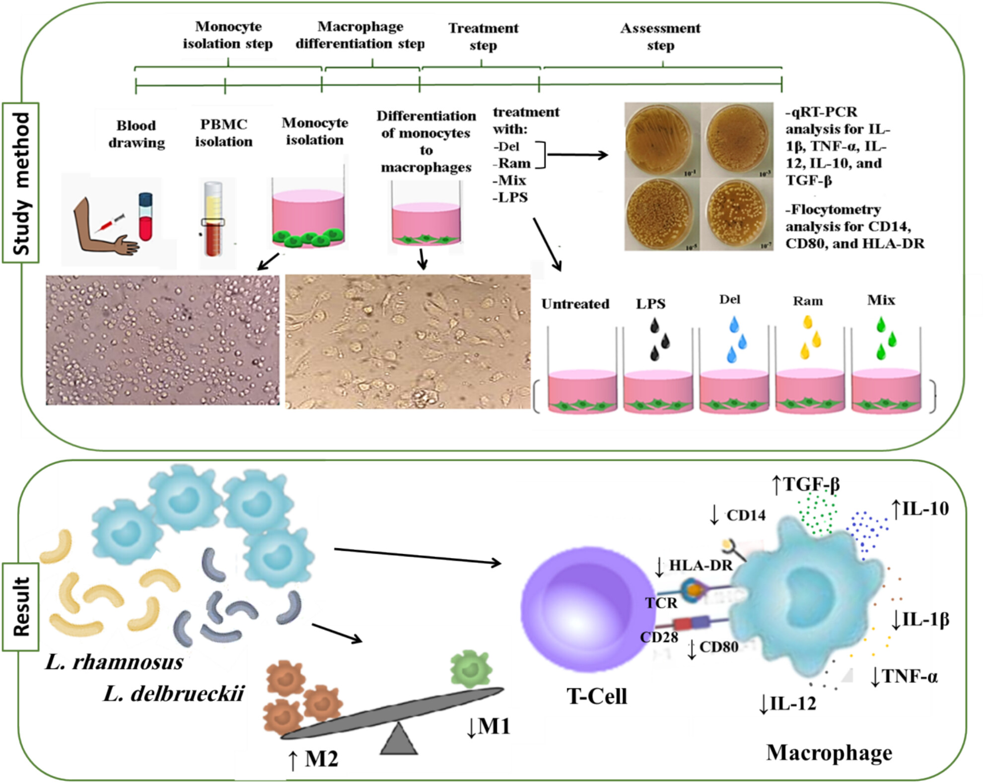 The Impacts of Lactobacillus delbrueckii and Lactobacillus rhamnosus to Promote In Vitro Anti-Inflammatory Profile of RA-Macrophages