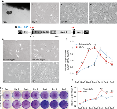 Details are in the caption following the image Details are in the caption following the image