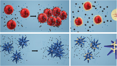 Shape dependent protein-induced stabilization of gold nanoparticles: From a protein corona perspective