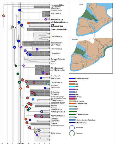 The disjunct distribution of relict earthworm genera clarifies the early historical biogeography of the Lumbricidae (Crassiclitellata, Annelida)