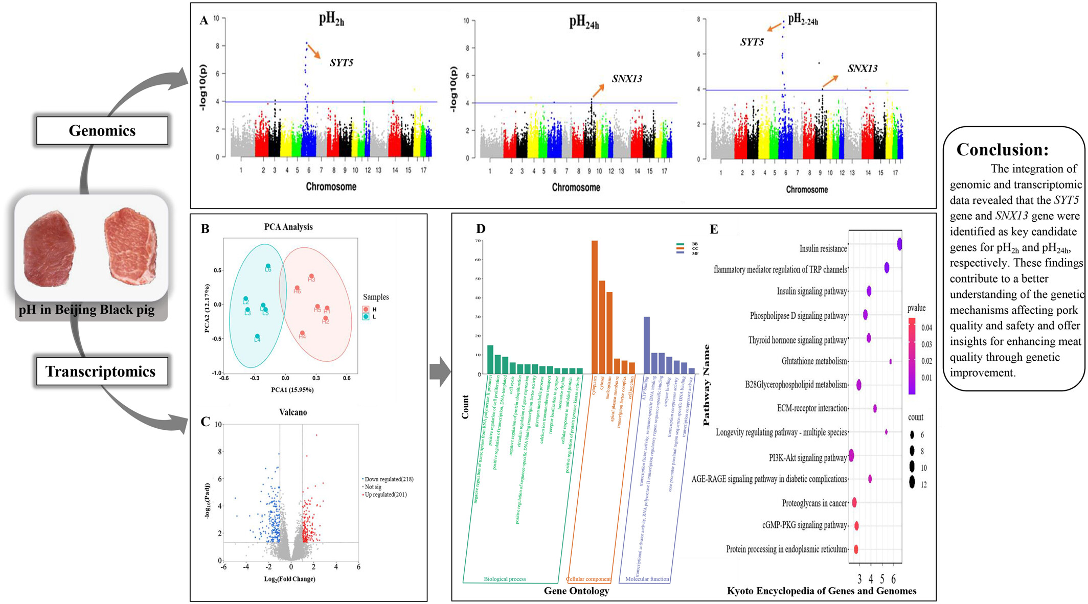 Integration of multiomics data identifies candidate genes influencing pH levels in Beijing Black pigs