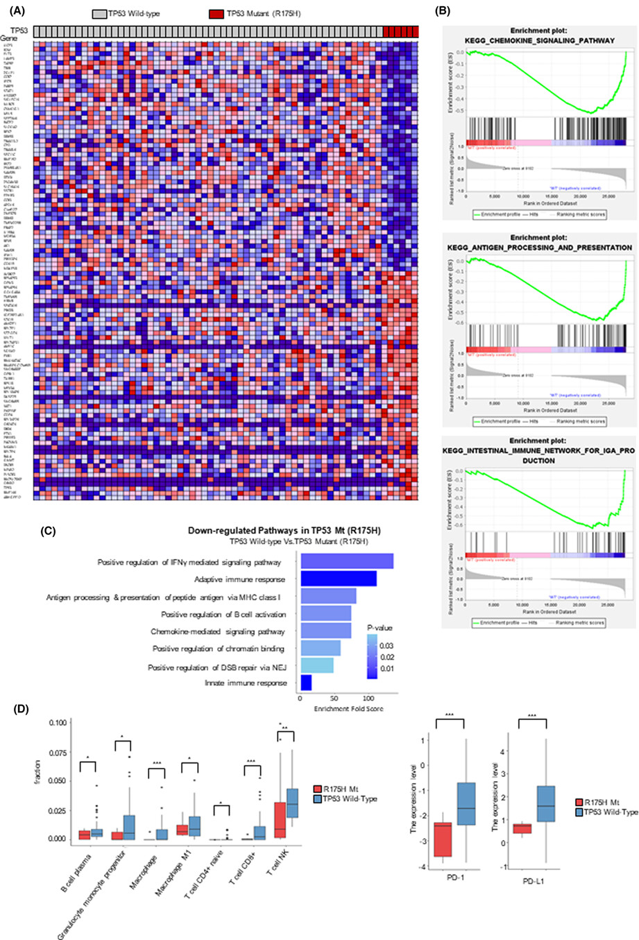 TP53 mutations predict poor response to immunotherapy in patients with metastatic solid tumors