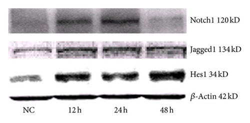 Details are in the caption following the image