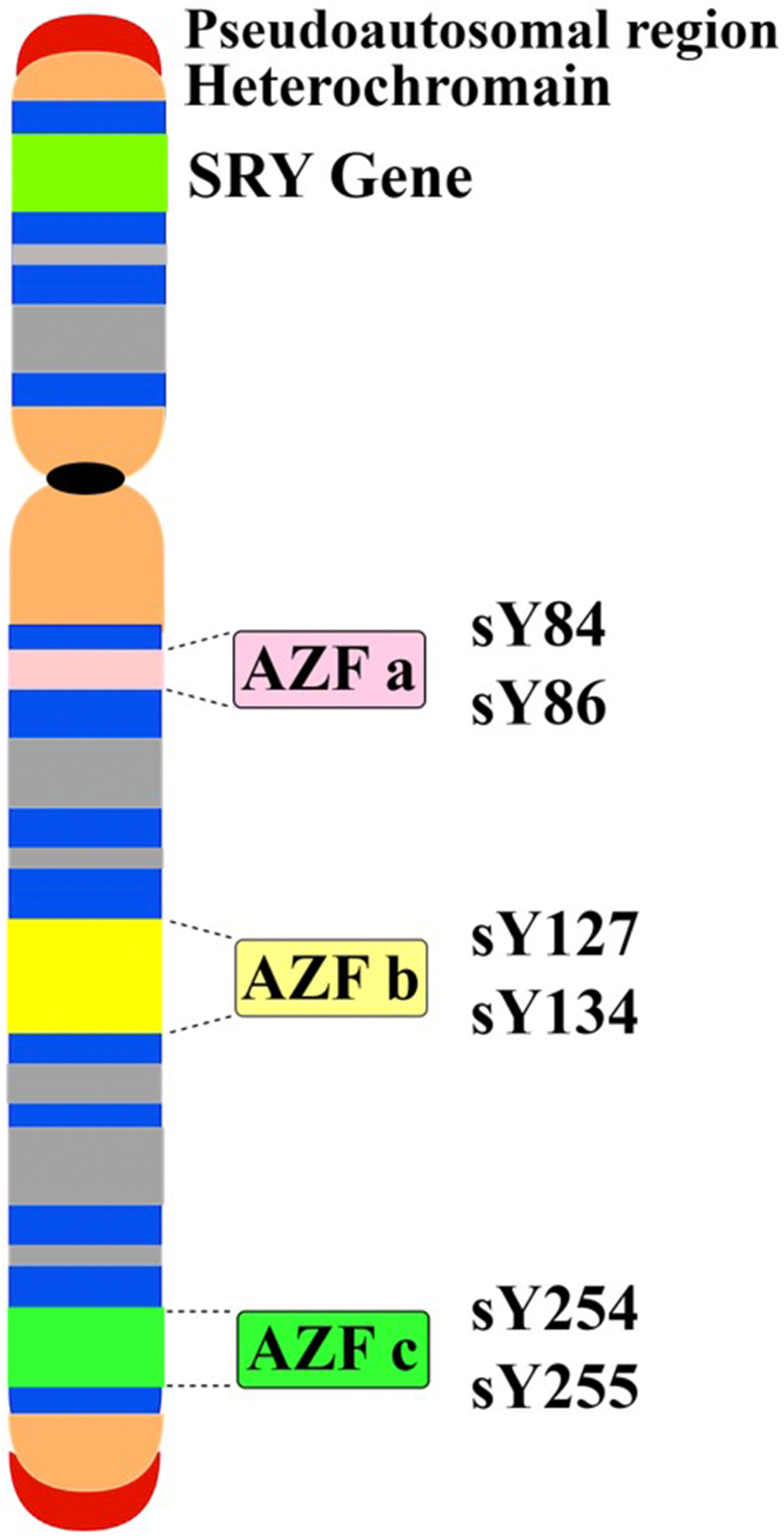 Association of Y chromosome AZF region microdeletions with recurrent miscarriage in Iranian couples: A case–control study