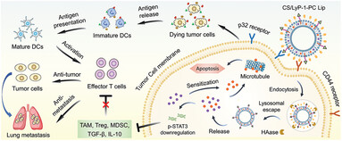 A Dual-Targeting Liposome Enhances Triple-Negative Breast Cancer Chemoimmunotherapy through Inducing Immunogenic Cell Death and Inhibiting STAT3 Activation