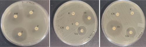 Details are in the caption following the image Details are in the caption following the image
