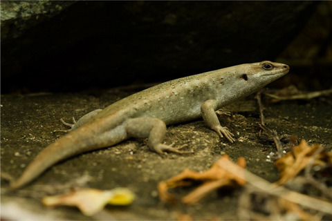 DNA metabarcoding reveals introduced species predominate in the diet of a threatened endemic omnivore, Telfair’s skink (Leiolopisma telfairii)