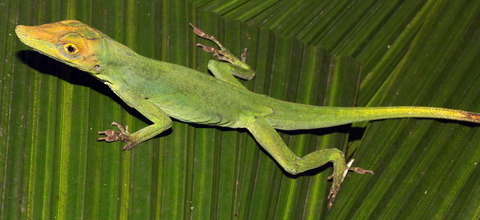 Local adaptation in mainland anole lizards: Integrating population history and genome–environment associations