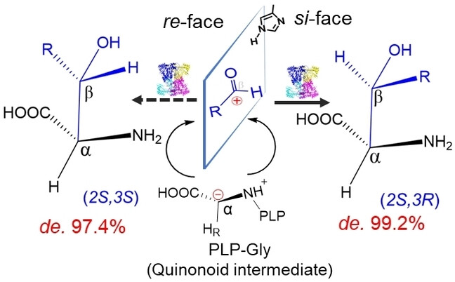 Mutability-Landscape-Guided Engineering of l-Threonine Aldolase Revealing the Prelog Rule in Mediating Diastereoselectivity of C−C Bond Formation