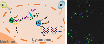 DNA Triplex and Quadruplex Assembled Nanosensors for Correlating K+ and pH in Lysosomes