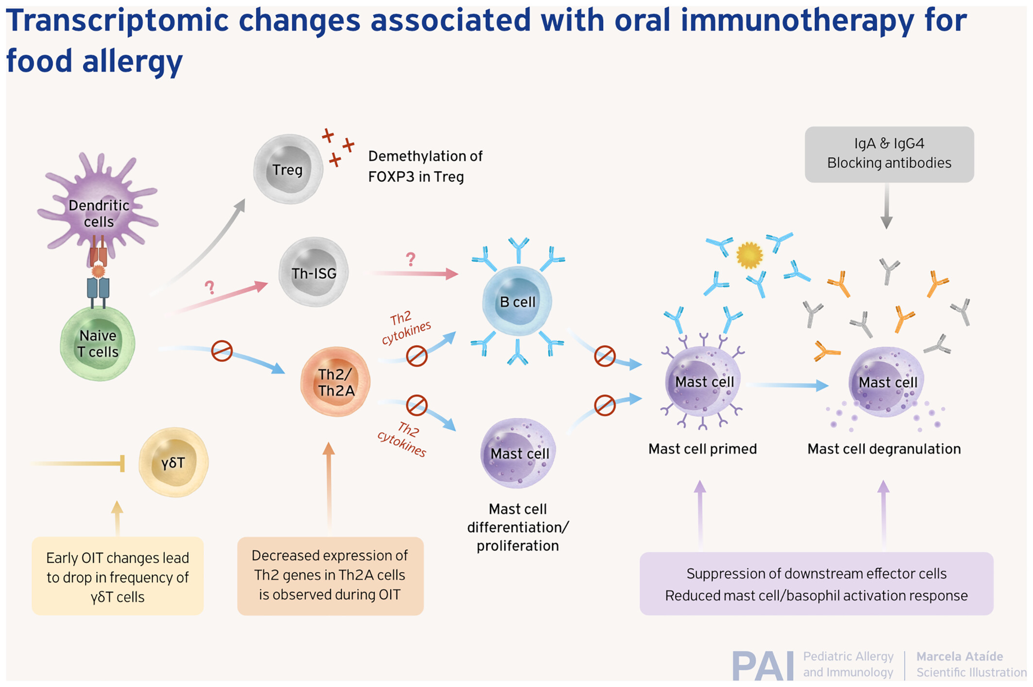 Transcriptomic changes associated with oral immunotherapy for food allergy
