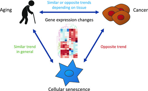 A human tissue-specific transcriptomic analysis reveals a complex relationship between aging, cancer, and cellular senescence