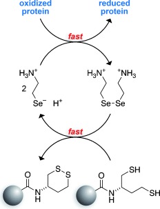 Thiols and Selenols as Electron-Relay Catalysts for Disulfide-Bond Reduction