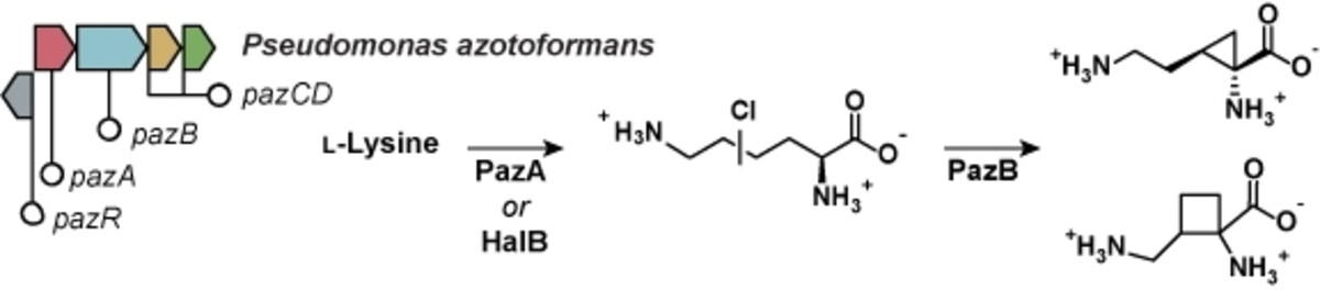 Biosynthesis of Strained Amino Acids by a PLP-Dependent Enzyme through Cryptic Halogenation