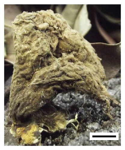 Details are in the caption following the image Details are in the caption following the image