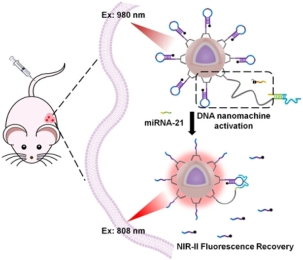 A NIR Programmable In Vivo miRNA Magnifier for NIR-II Imaging of Early Stage Cancer