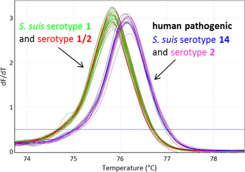 Rapid high resolution melting assay to differentiate Streptococcus suis serotypes 2, 1/2, 1, and 14