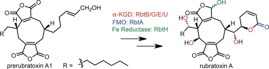 A Cascade of Redox Reactions Generates Complexity in the Biosynthesis of the Protein Phosphatase-2 Inhibitor Rubratoxin A