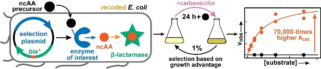 Selecting Better Biocatalysts by Complementing Recoded Bacteria**