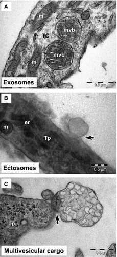 Details are in the caption following the image
